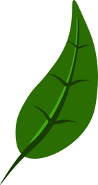 Tropical Green Leaf